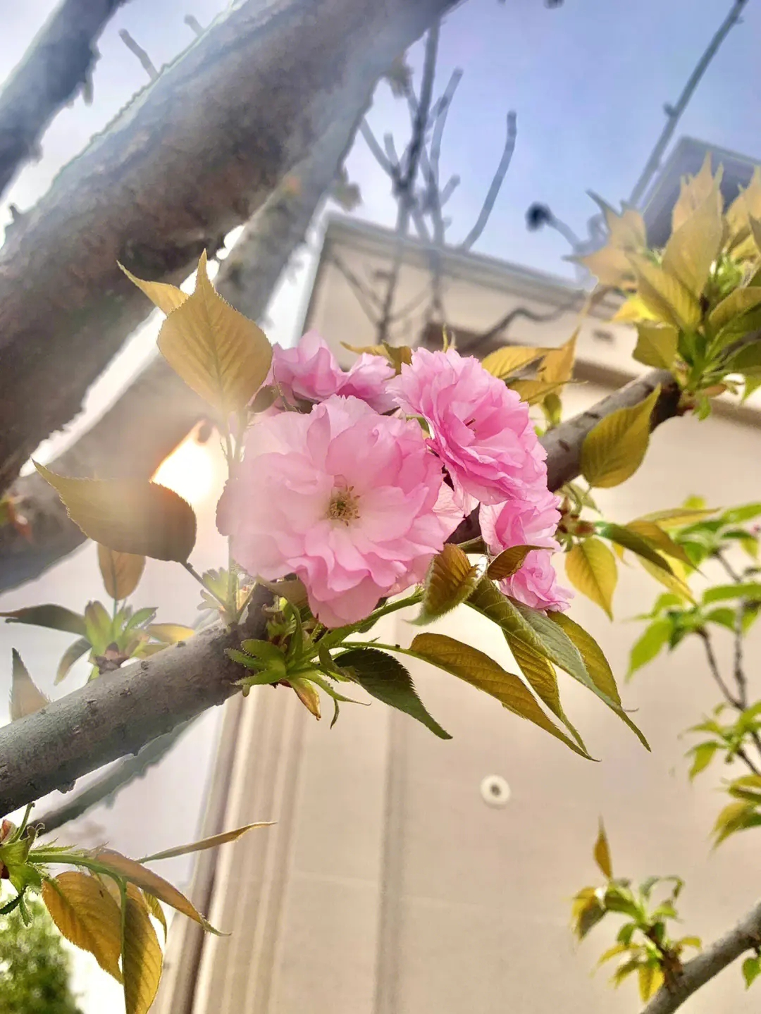 農(nóng)藥原藥價(jià)格指數(shù)2023年3月第四周